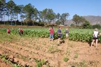 Tabak-Feld im Vinalestal