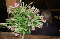 Tabakblüte