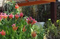 Kolibri im botanischen Garten in Cienfuegos