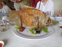 Elefantenohrfisch