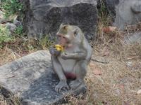 Die waren in Angkor häufig