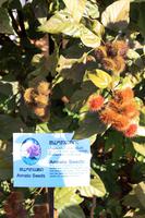 Wird fÜr die FÃ€rbung genutzt