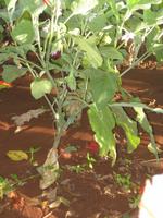 Aubergine im Farmhouse