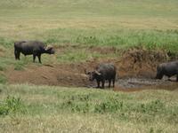 Büffel am Wasser im Krater