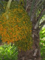 Dattelpalme im Farmhouse