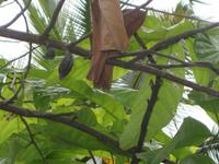 Kakaobaum auf Sansibar