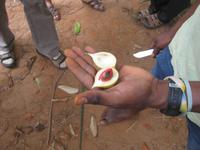 Muskatnuss auf einer Plantage in Sansibar