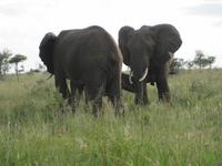 Ohne Teleobjektiv - Elefanten in der Serengeti