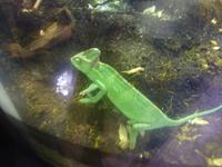 Unterwasserzoo in der Dubai Mall