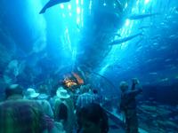 Aquarium in der Dubai Mall