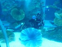 Aquarium in der Dubai Mall