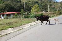 Sierra del Escambray  in Jacaboa - Gegenverkehr