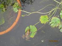 IMG_2984 Zu Besuch im Botanischen Garten von Funchal
