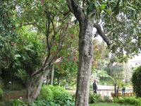 IMG_2988 Zu Besuch im Botanischen Garten von Funchal