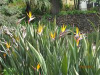 IMG_2991 Zu Besuch im Botanischen Garten von Funchal