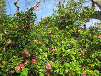 IMG_3004 Blütenpracht in der Quinta Palheiro