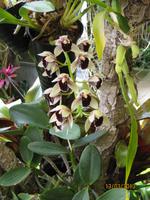 IMG_3028 Zu Besuch im Orchideen Garten von Funchal