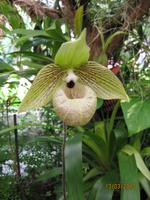 IMG_3031 Zu Besuch im Orchideen Garten von Funchal