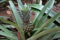 Ananas-Pflanze im Gewürzgarten bei Matale