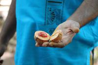 Muskatnuss - im Gewürzgarten bei Matale