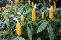 Im Botanischen Garten von Kandy