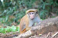 Ceylon-Hutaffe im botanischen Garten von Kandy