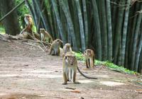 Ceylon-Hutaffen im botanischen Garten von Kandy