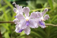Im Orchideenhaus im Botanischen Garten von Kandy