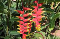 Führung im Botanischen Garten von Kandy