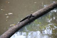 Waran im Naturschutzgebiet Udawattakele bei Kandy
