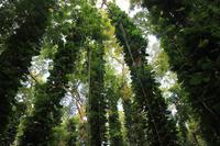 Wanderung im Naturschutzgebiet Udawattakele bei Kandy