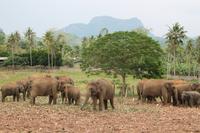 Im Elefantenwaisenhaus Pinnawela