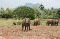 Im Elefantenwaisenhaus Pinnawela