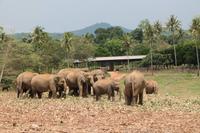 Im Elefantenwaisenhaus Pinnawela