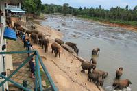 Die Elefanten von Pinnawela kommen zum Baden im Fluss