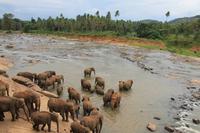 Elefantenbad im Fluss in Pinnawela