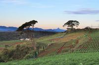 Auf der Fahrt zum Horton Plains - im Hintergrund die Spitze des Adams Peak