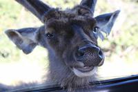 Sambar-Hirsch im Nationalpark Horton Plains