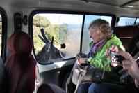 Sambar-Hirsch im Nationalpark Horton Plains