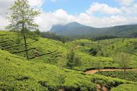 Teeplantagen im Hochland Sri Lankas bei Nuwara Eliya