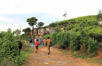 Spaziergang durch die Teeplantagen in Nuwara Eliya