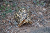 Schildkröte im Yala-Nationalpark