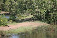 Krokodil im Yala-Nationalpark