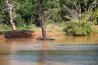 Wasserbüffel im Yala-Nationalpark