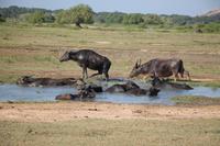 Wasserbüffel im Yala-Nationalpark