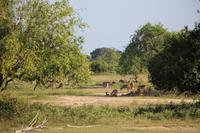 Rehwild im Yala-Nationalpark
