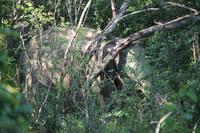 Wilder Elefant im Yala-Nationalpark