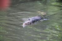 Waran im Bentota-Fluss bei Aluthgama