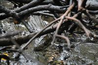 Krokodil in den Mangroven am Bentota-Fluss