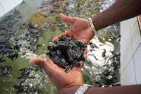 In der Schildkrötenstation in Aluthgama - Baby-Schildkröten